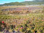 山花
