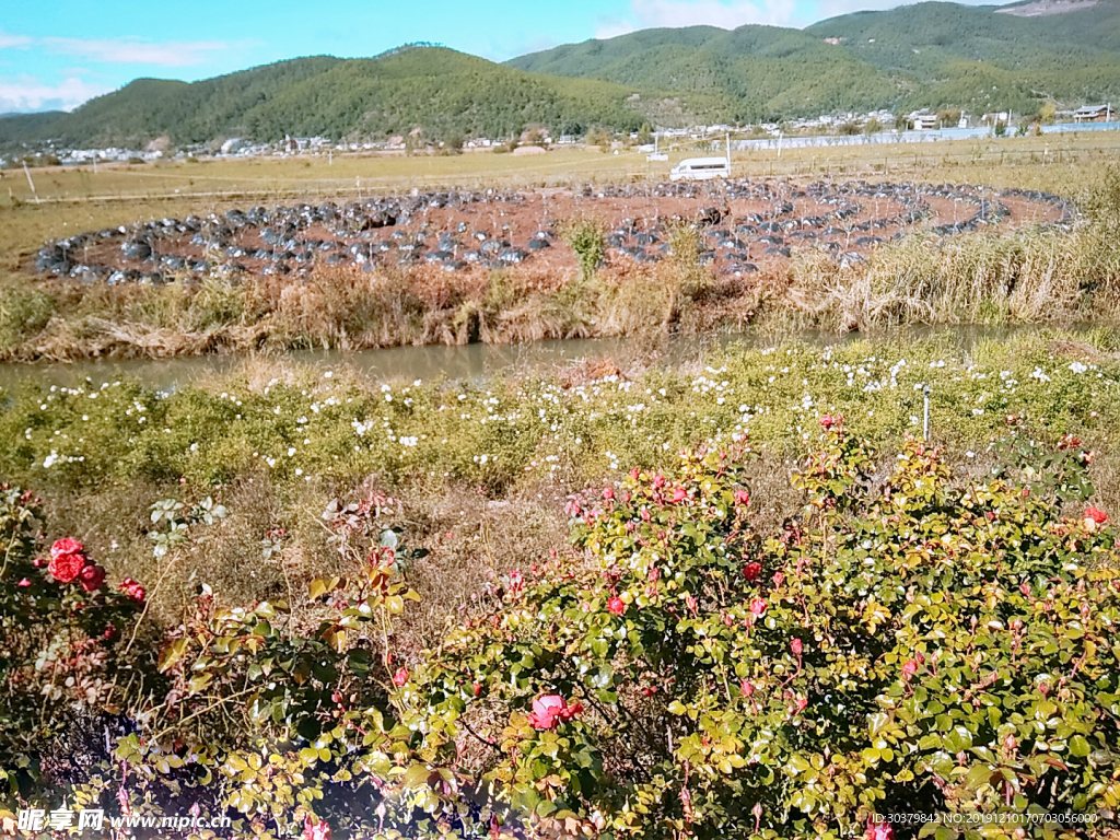 山花