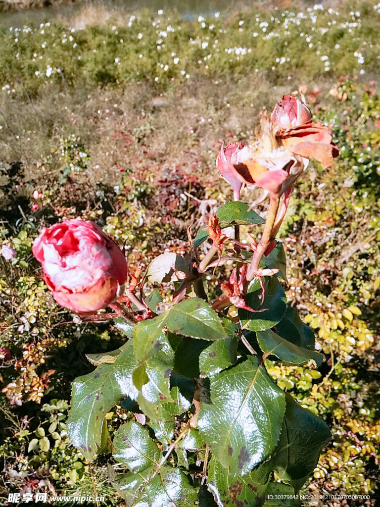 花