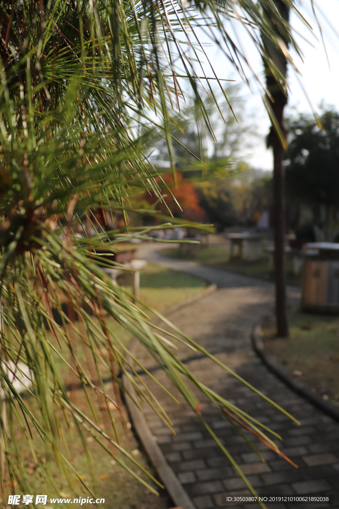 松针 小路 中式