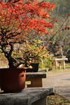 秋 盆景