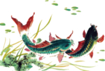 锦鲤草鱼