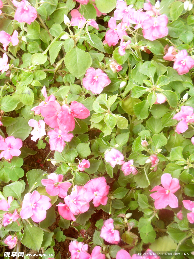花