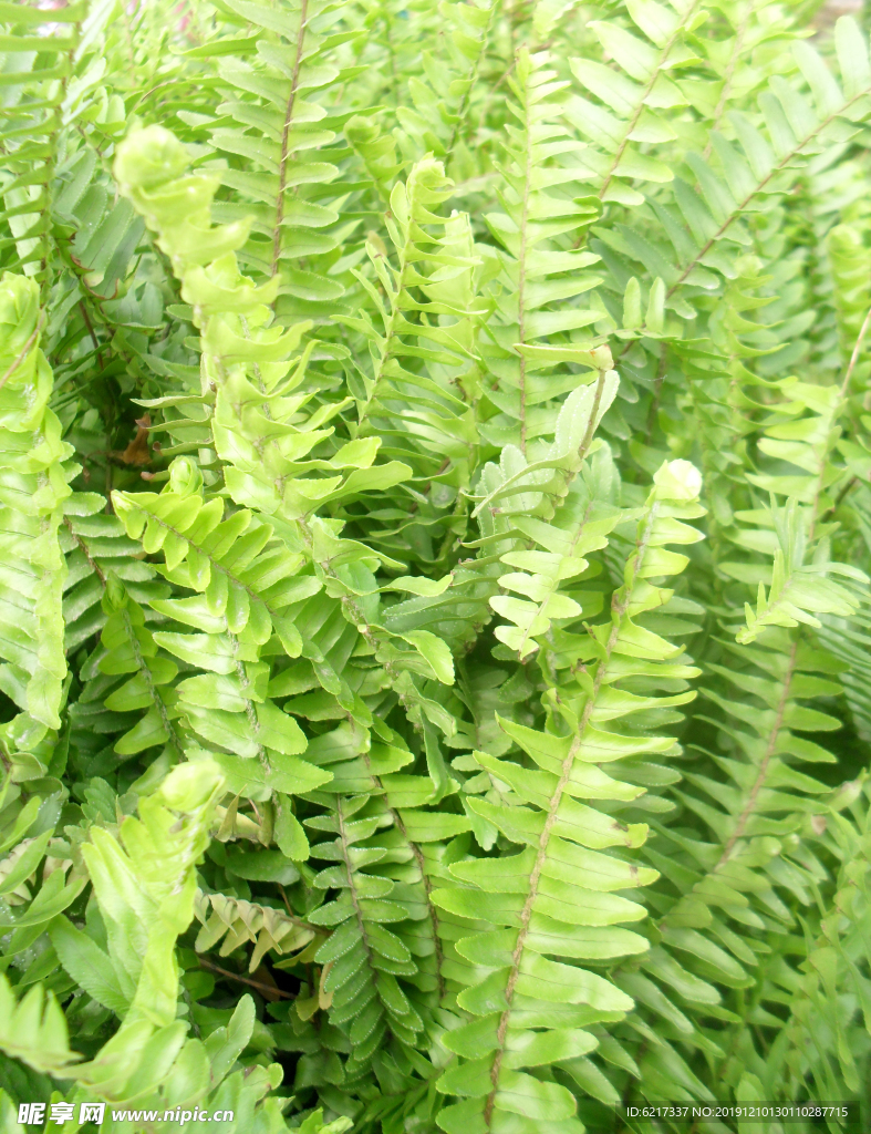 绿树