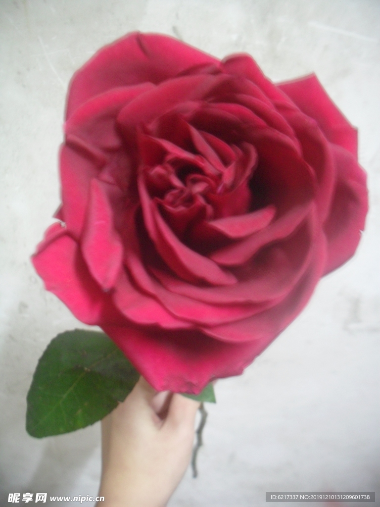 玫瑰花