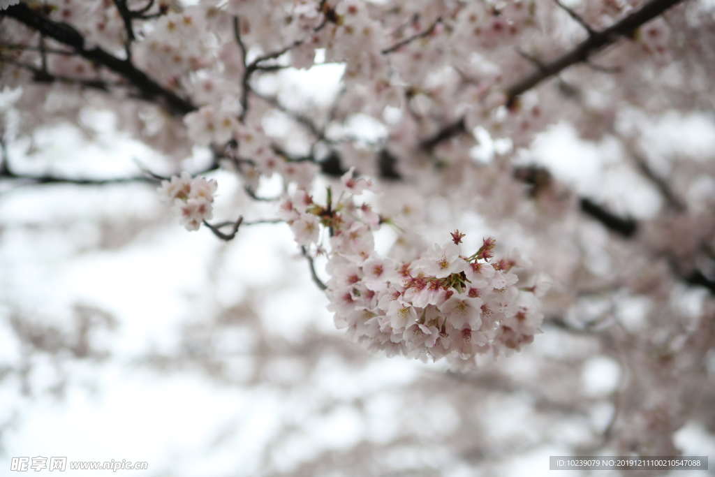 樱花
