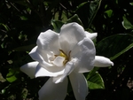 栀子花