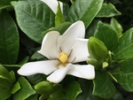 栀子花