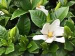 栀子花