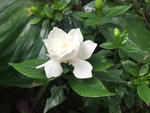 栀子花