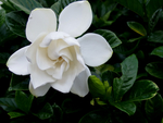 栀子花