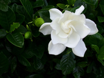 栀子花