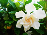 栀子花