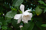 栀子花