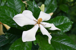 栀子花