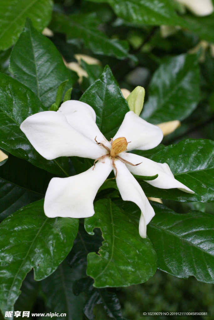 栀子花
