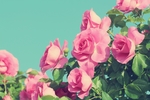 玫瑰花