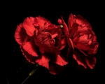 玫瑰花