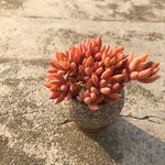 多肉植物
