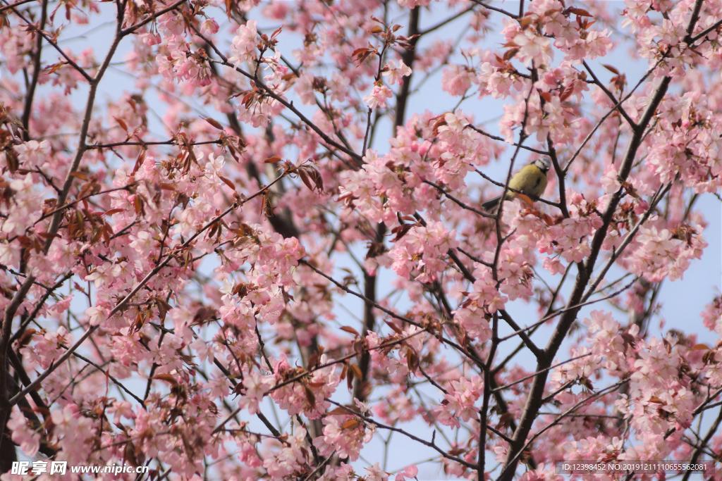 樱花