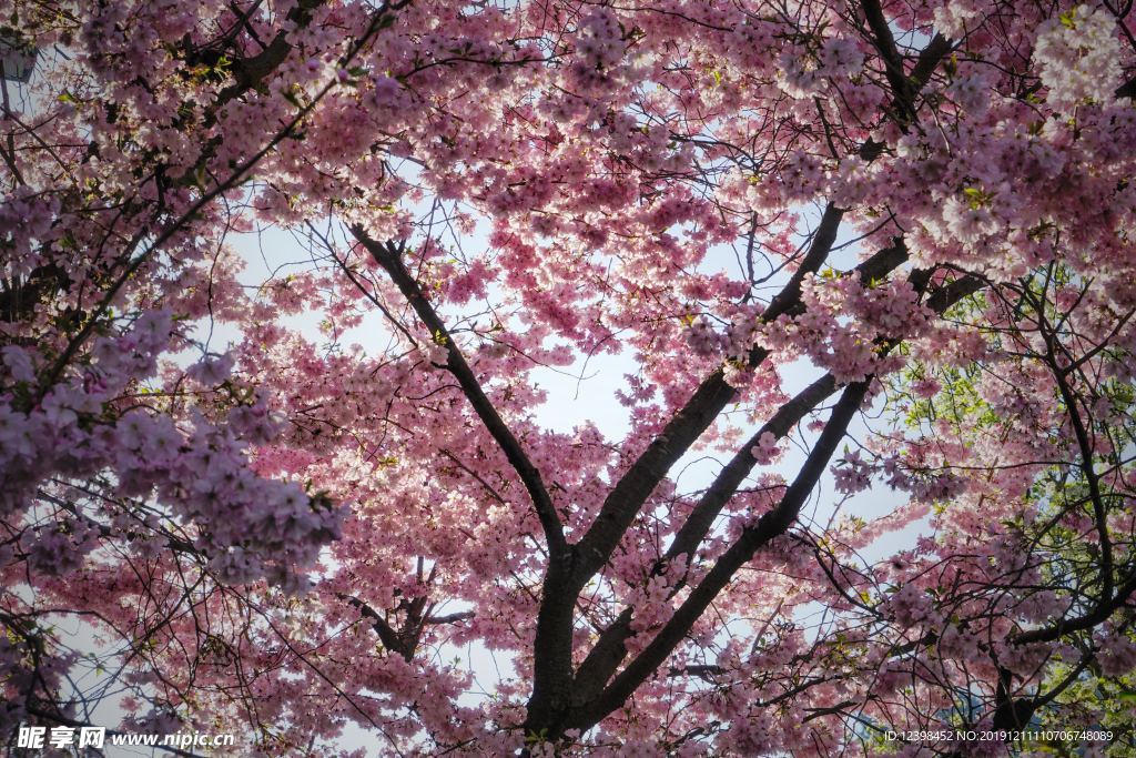 樱花