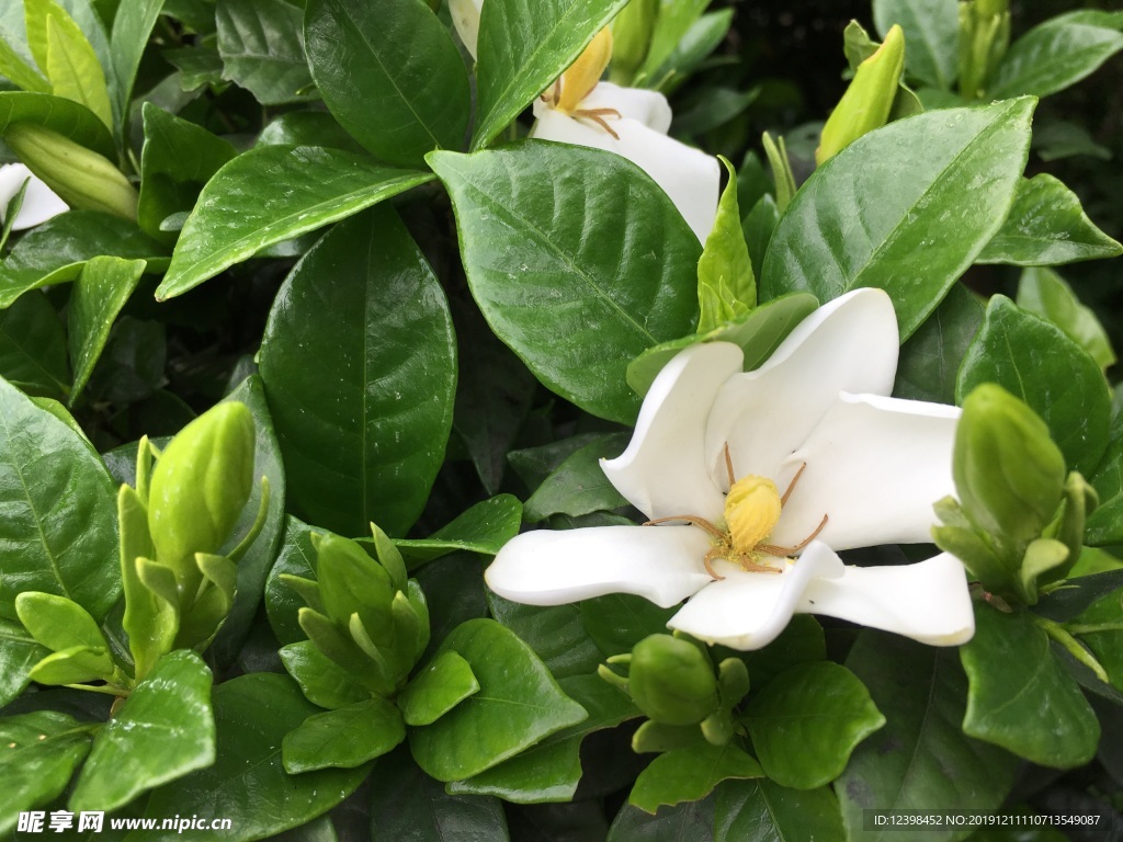 栀子花