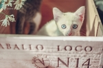 小猫 木盒 宠物 背景