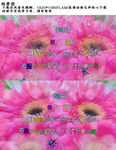 梦幻菊花诗高清FLASH视频