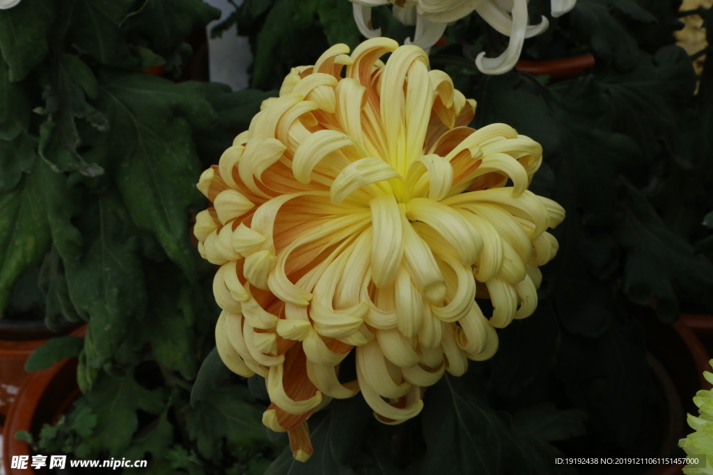 菊花