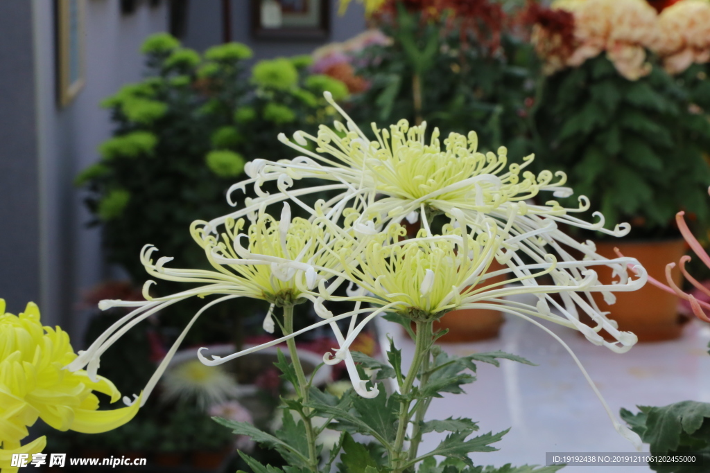 菊花