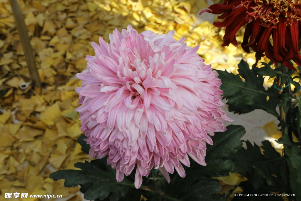 菊花