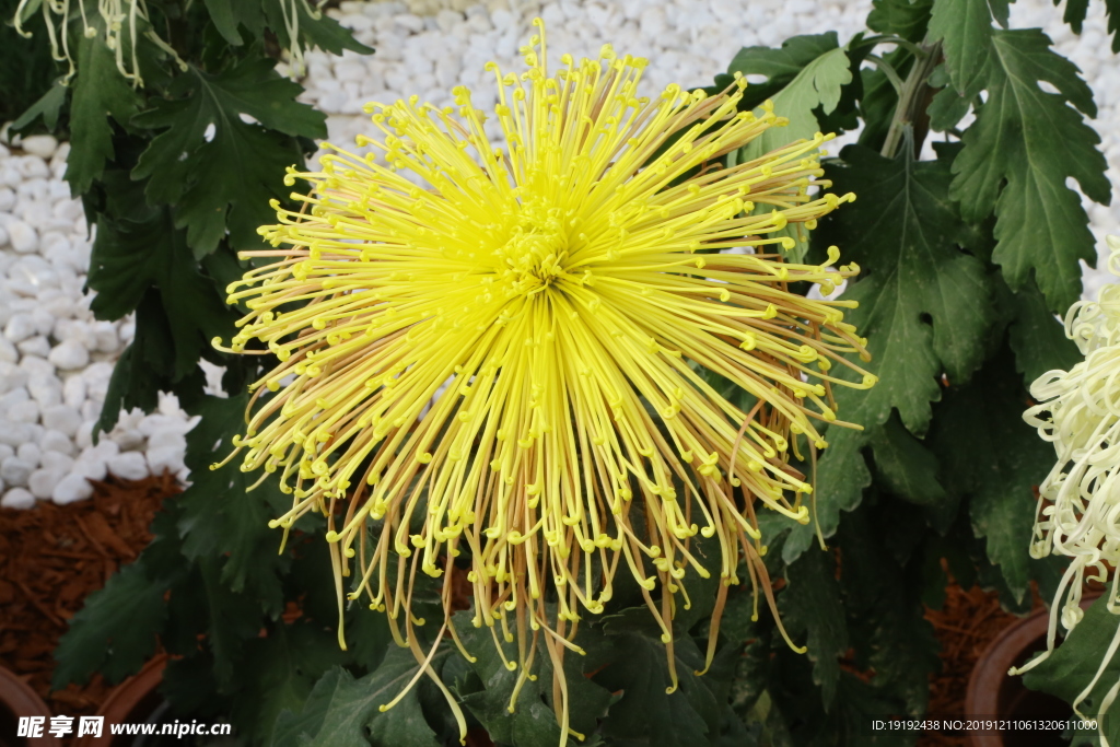 菊花