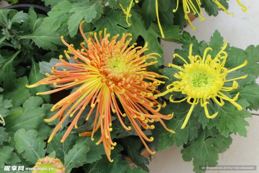 菊花