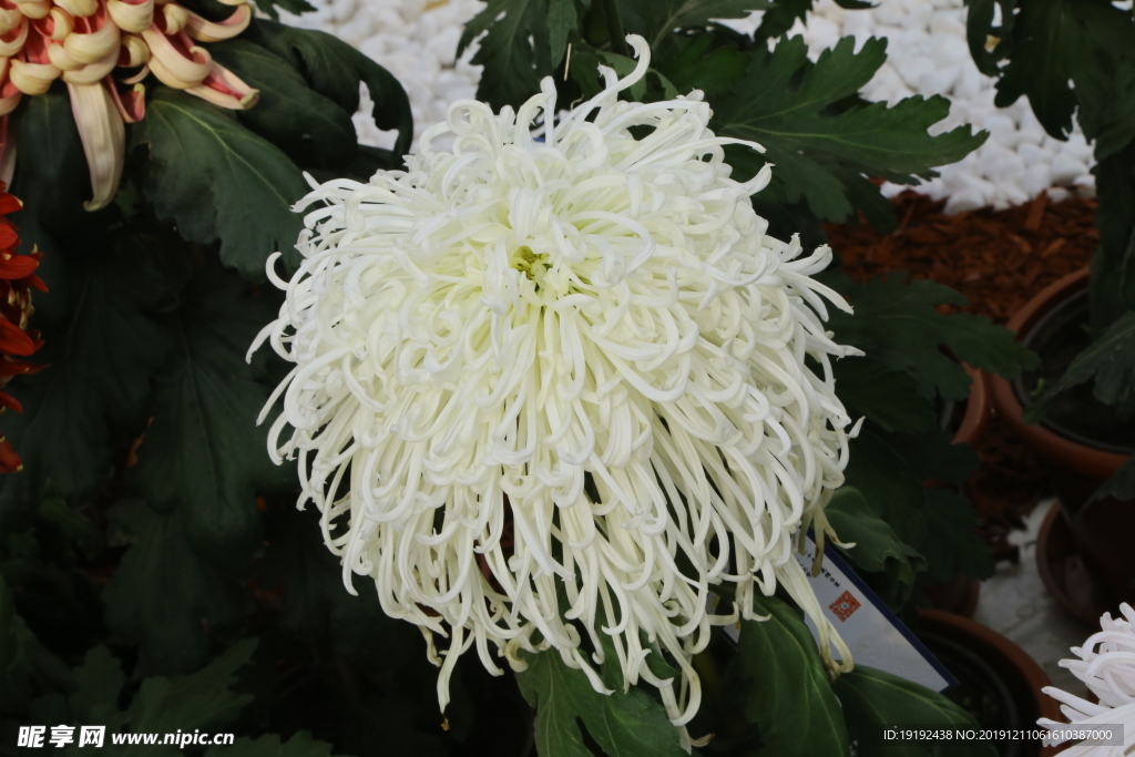 菊花