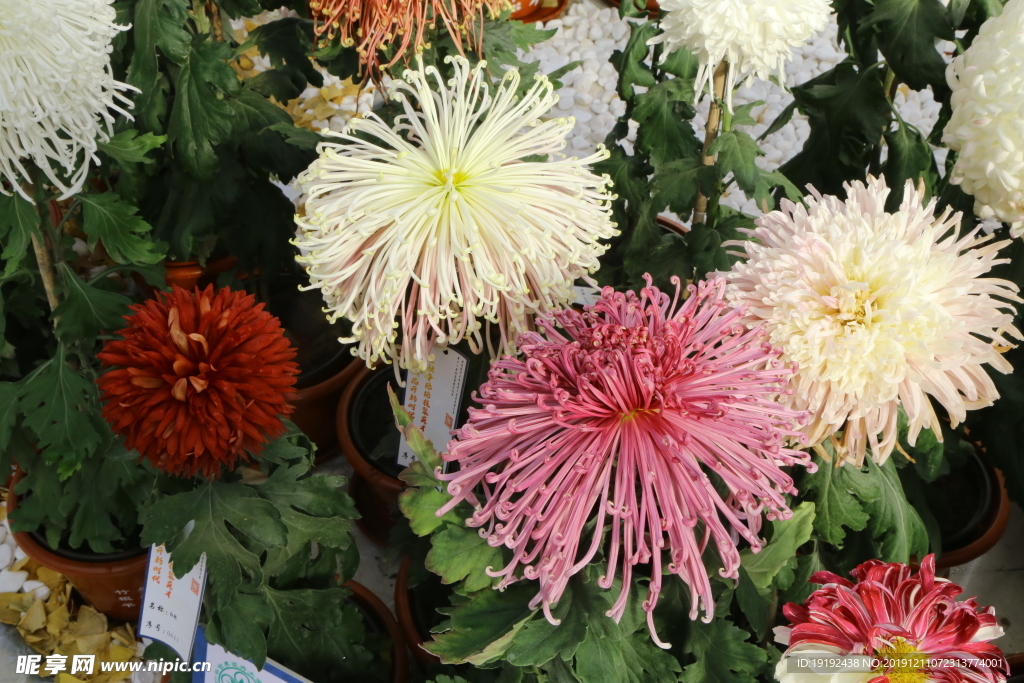 菊花