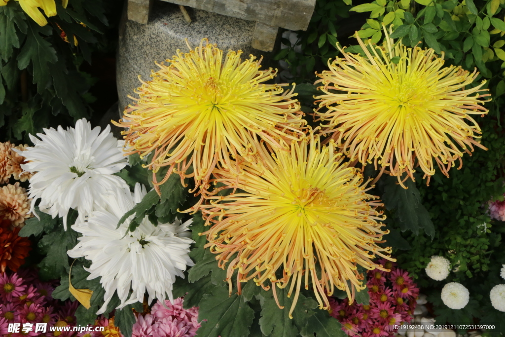 菊花