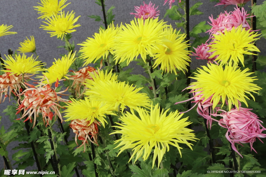 菊花