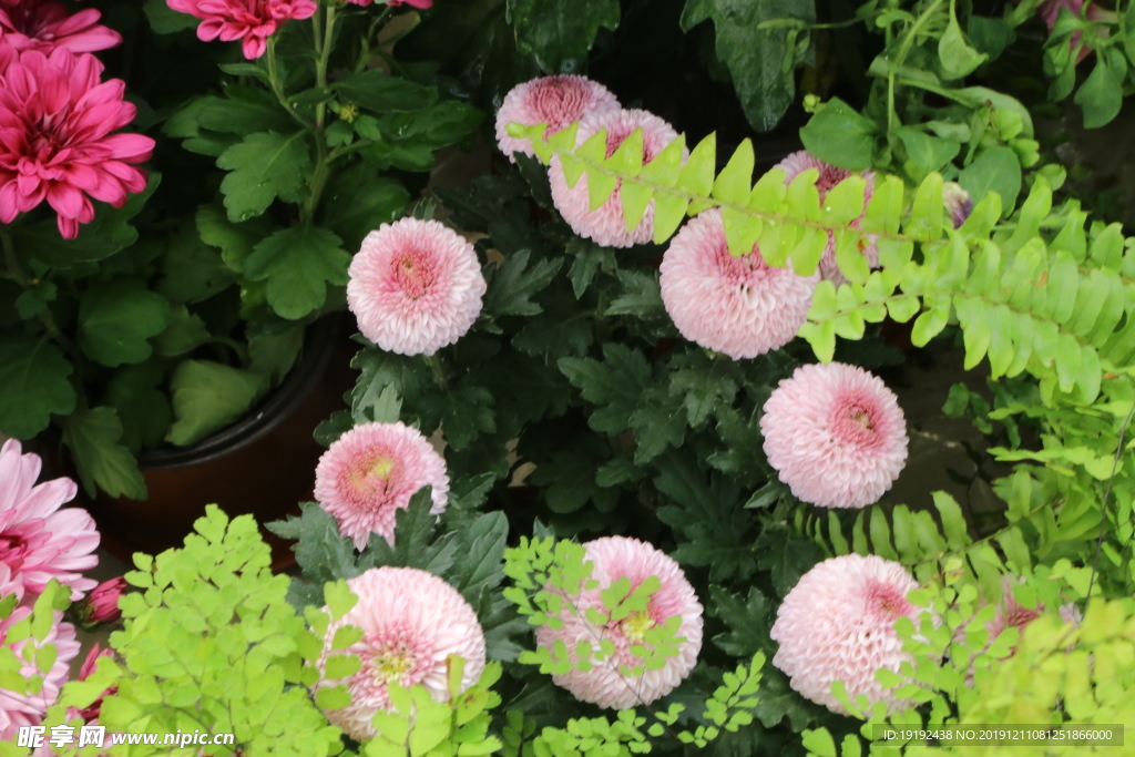 菊花