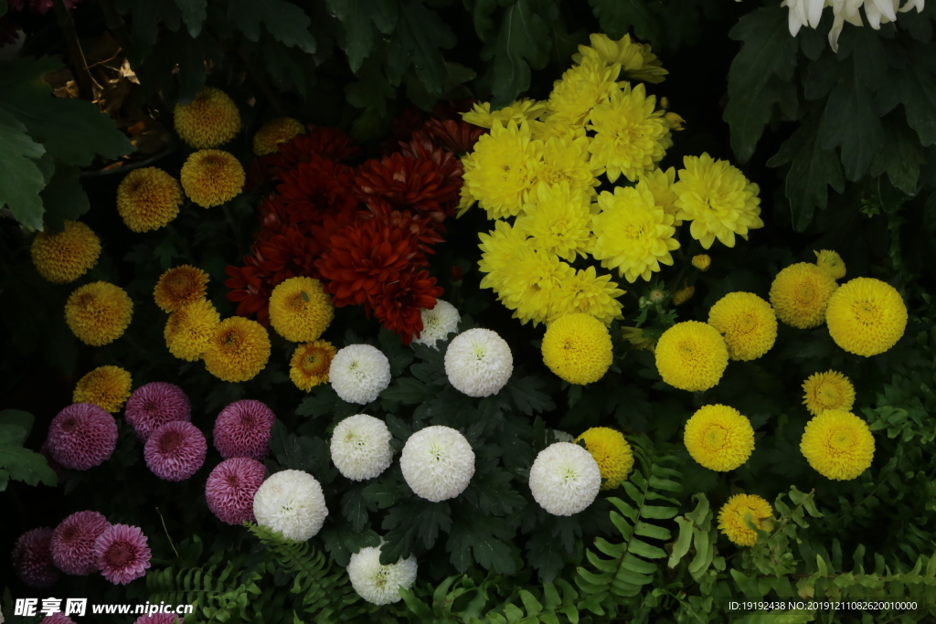 菊花