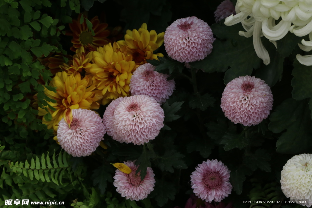 菊花