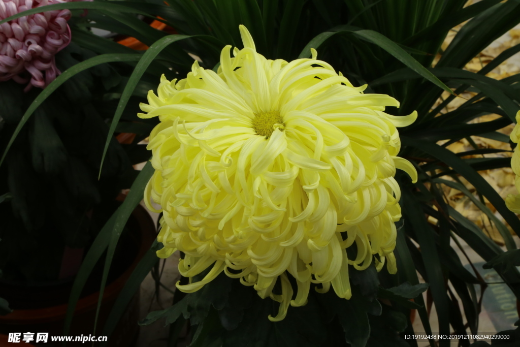菊花