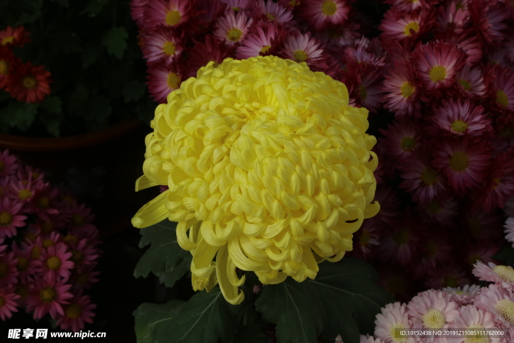 菊花