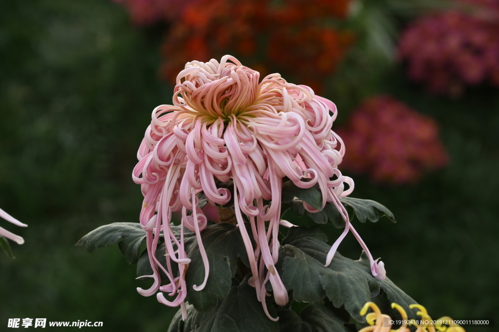 菊花