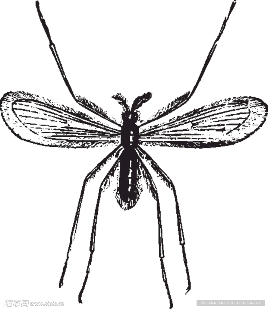 自然昆虫标本插画
