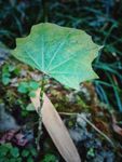 櫙木 华瓜木 山茱萸目 小苗