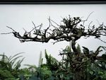 盆景 植物 枯枝 花盆 枝叶