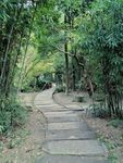 林间路 林间小道 竹林 竹子