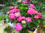 绣球花