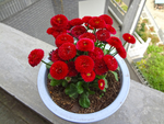 雏菊