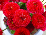 雏菊